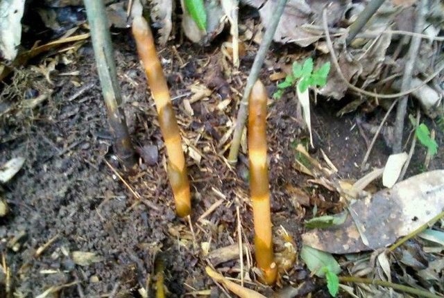 beat365亚洲体育官方网站:“袖珍村小”仅3个娃3名老师走教音体美(图3) beat·365