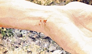 温江区政通幼儿园召开新生家长会“beat365官网”(图2) beat365官网