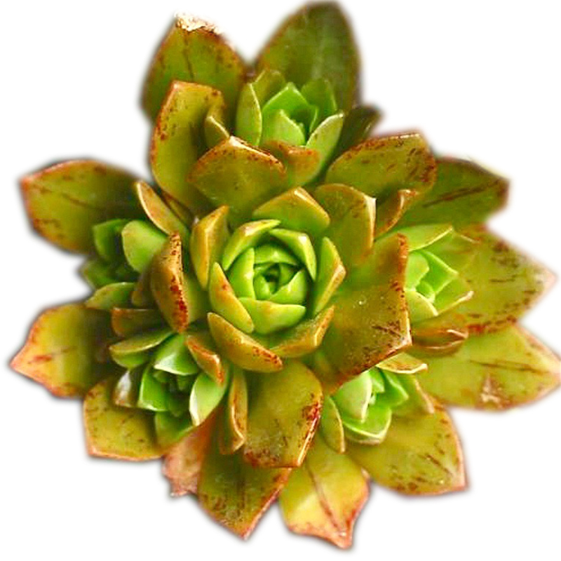 辰居路小学召开期末总结暨暑期师德学习会【beat365亚洲体育官方网站】(图3) beat·365